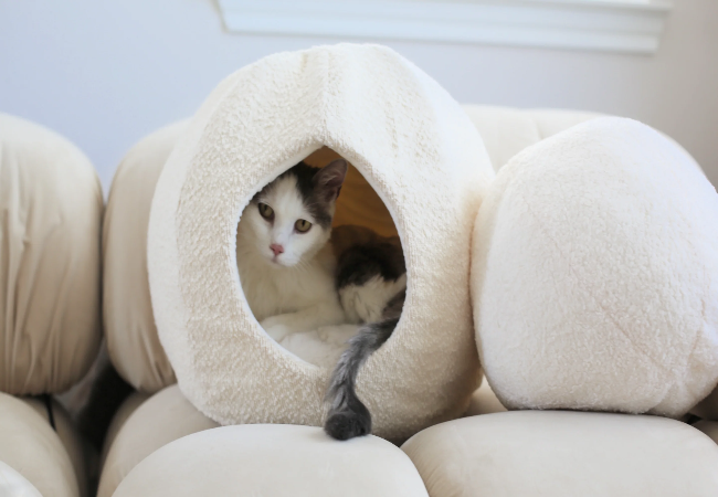 Adult Cats & Cat Caves 2025: Vet-Approved Beds for Comfort 🐱🏠