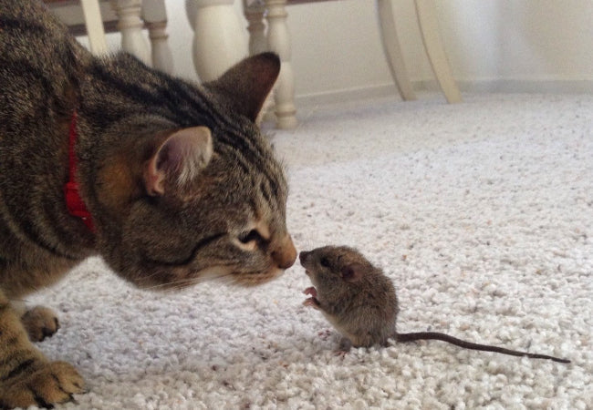 Can Cats Eat Mice or Rats 2025? Risks, Nutrition & Safety 🐱