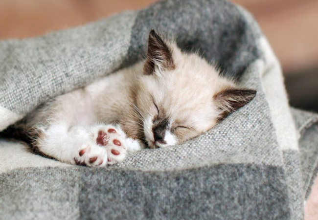 How to Set Up the Perfect Kitten Sleep Zone 2025: Vet-Approved Guide 🐱🛏️