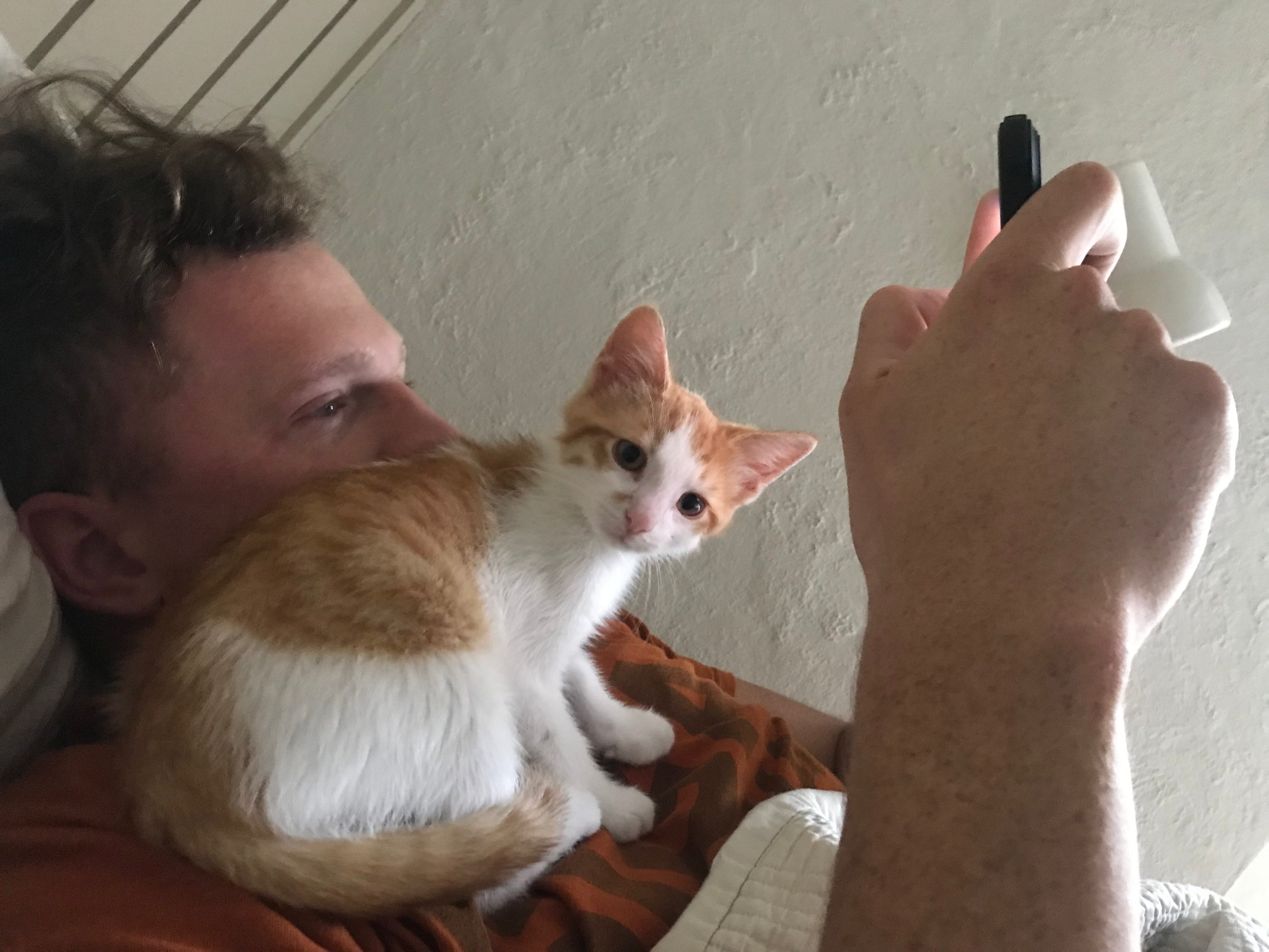 Best Beds for Kittens: Safe, Snuggly, and Perfect for Growing Cats