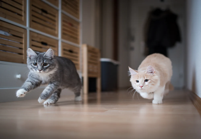 Indoor vs Outdoor Cats in 2025: Vet Approved Pros & Cons 🐱🌍