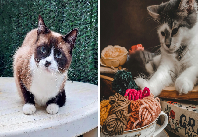 Why Cats Push Things Off Tables 2025: Understanding Their Behavior 😸🐾
