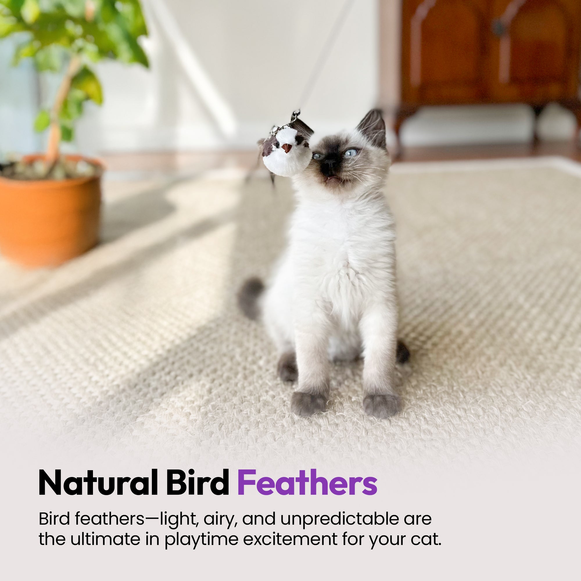 3-Pack Natural Australian Bird Feather Attachments for Cat Wand Toys – Vet-Approved Teaser for Indoor Cats – Fits Fishing Rod, Stick, and String Cat Toys – for Active Play & Mental Stimulation - Kookaburra Bird