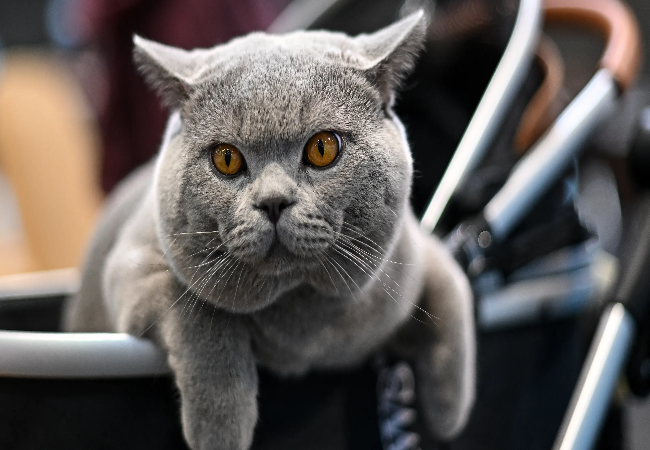 6 Best Cat Breeds for Families 2025: Vet-Approved Picks 🐱🏡
