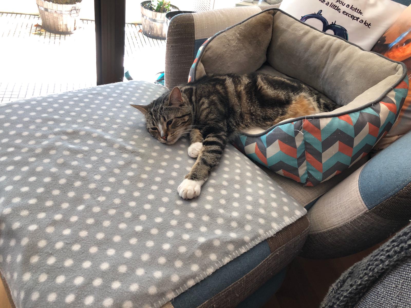 What Should You Put in a Kitten’s Bed? (Vet-Approved Kitten Sleep Setup)