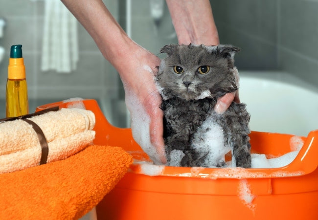 Acclimating Your Cat to Bath Time: Step by Step Guide 2025 🐱🛁