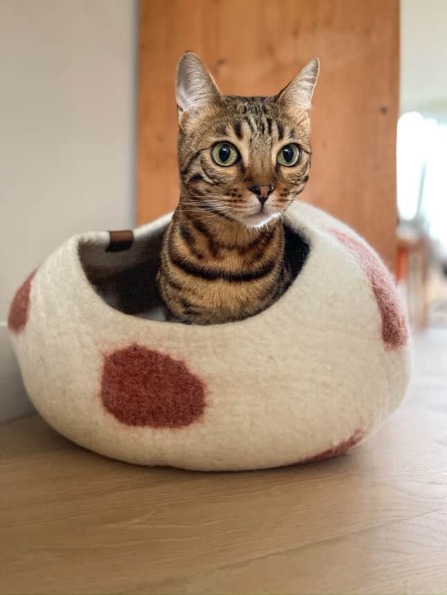 Top 10 Cat Beds and Caves Your Cat Will Actually Use (Vet-Approved & Stylish)