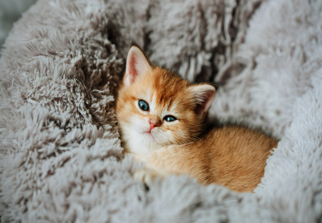 Best Beds for Anxious Cats 2025: Safe, Vet-Approved Sleep Spaces 😿