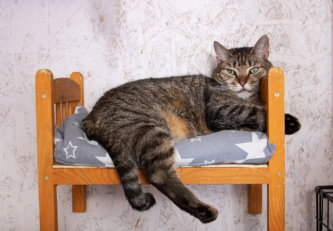 Best Beds for Blind Cats 2025: Safety, Memory & Sensory Support 👁️🐾