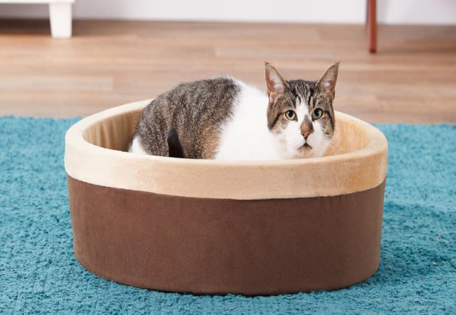 Best Beds for Cats With Mobility Issues 2025: Arthritis, Injury & Recovery 🦴