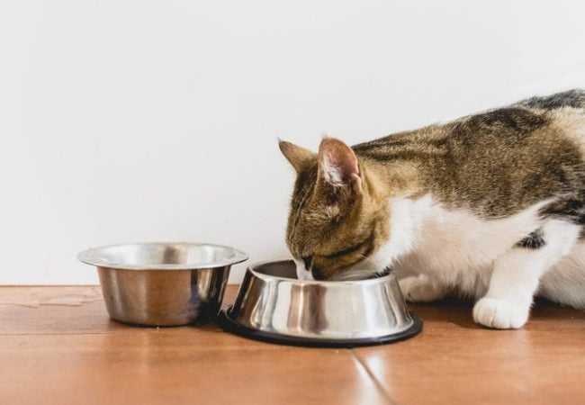 Best Diets for Kittens: Vet-Approved High Meat Nutrition
