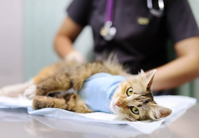 Best Time to Desex Your Cat: Age, Benefits & Tips