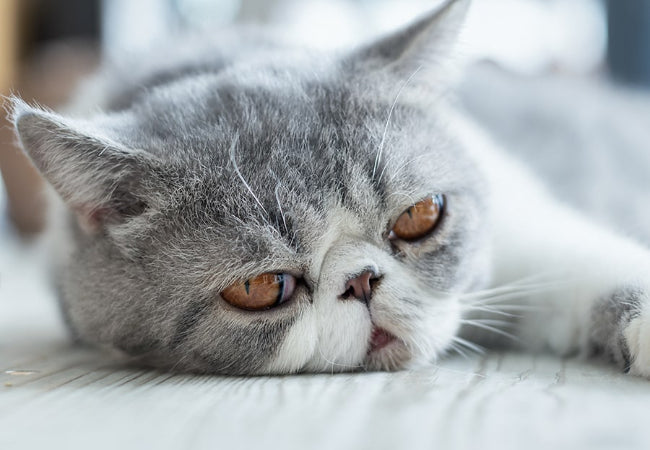 Brachycephalic Cats: Health Risks & Care Tips