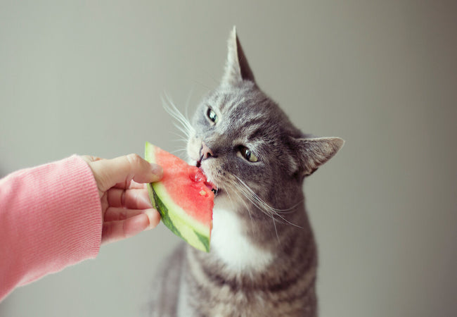 Can Cats Eat Fruits? Safety, Risks & What’s OK