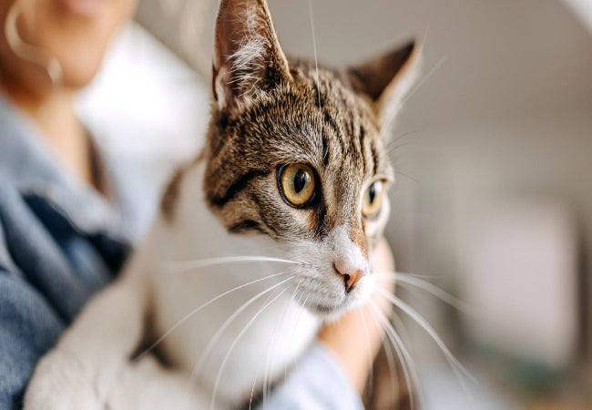 Can Cats Eat Human Food? Guide to Safe & Unsafe Foods