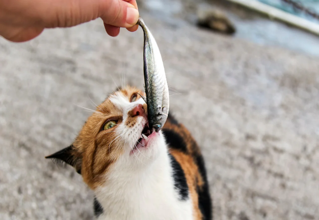 Can Cats Eat Only Fish? Guide to a Balanced Diet