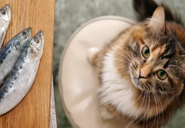 Can Cats Eat Only Fish or Meat 2025? Nutritional Balance Tips 🐱
