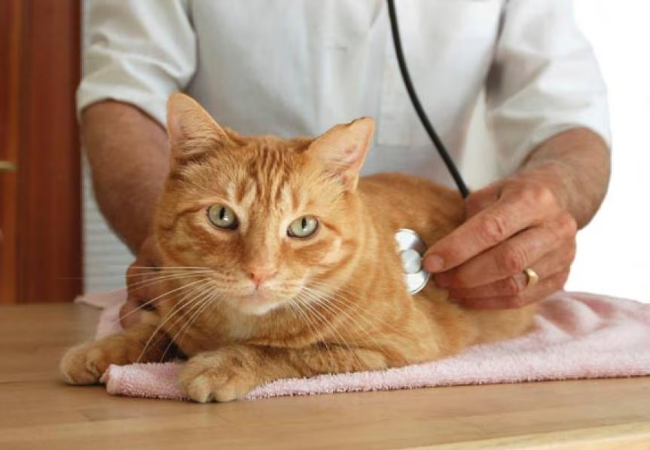 Caring for Cats with Kidney Disease 2025: Vet-Approved Tips 🐱💖