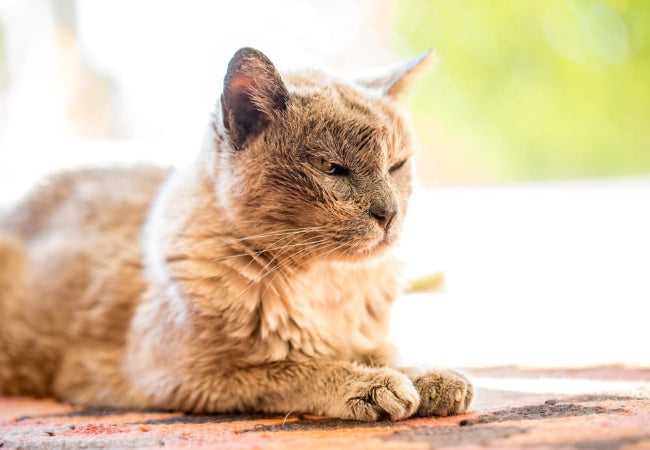 Caring for Senior Cats in 2025: A Vet-Approved Guide to Feline Aging 🐱