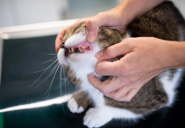 Cat Bad Breath: Causes, Risks & How to Fix It