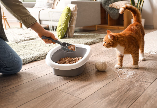 Cat Bowel Movements: Health, Frequency & Care Tips