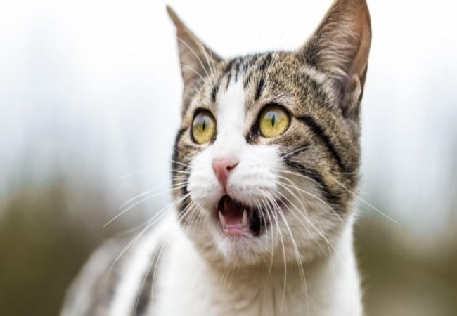 Cat Breathing Through Mouth? Causes, Symptoms & Vet Advice 2025 💨🐱