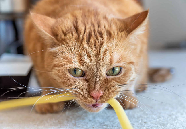 Cat Cable Chewing: Prevention & Safety Tips