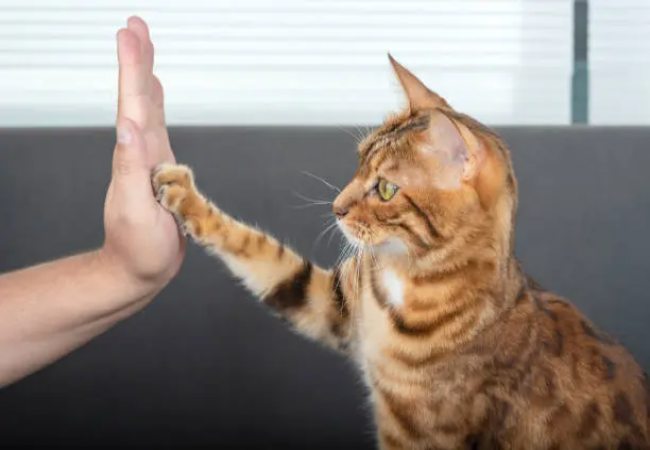 Cat Claws: Purpose, Care & Understanding Feline Behavior