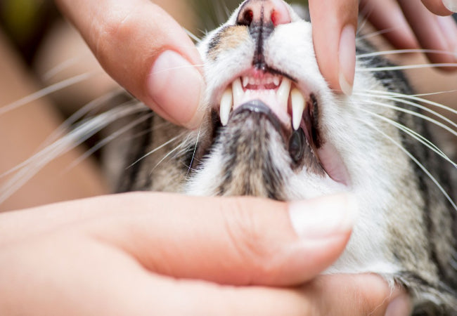 Cat Dental Care: Tips for Healthy Teeth & Gums