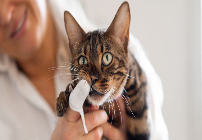 Cat Dental Health: Signs, Prevention & Care Tips