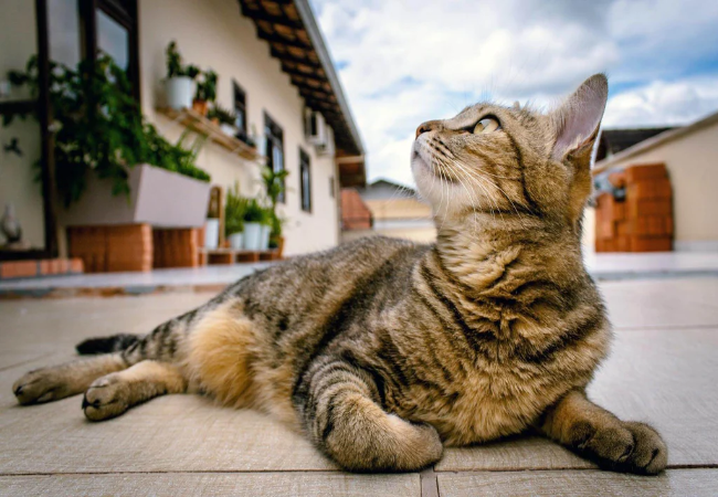 Cat Emergency Preparedness: Keep Your Feline Safe in 2025 🚨