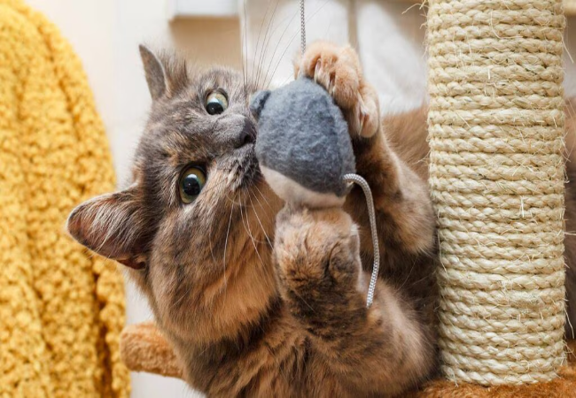 Cat Exercise: Vet-Approved Fun Ways to Keep Your Cat Healthy