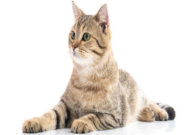 Cat Hearing in: Vet-Approved Guide to Feline Ears & Sound
