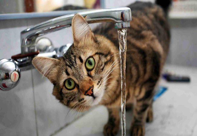 Cat Hydration Tips 2025: Vet-Approved Ways to Keep Your Cat Healthy 🐱