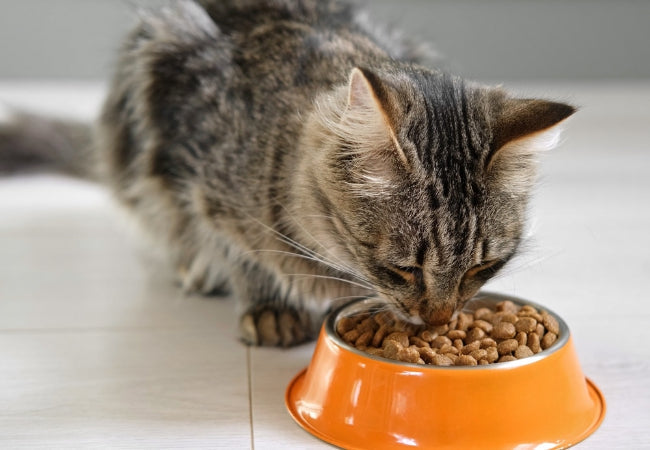 Cat Nutrition Myths 2025: Vet-Approved Truths You Need to Know 🐾