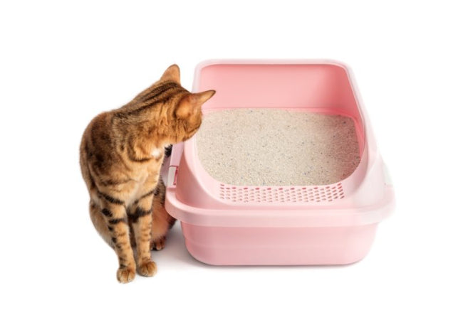 Cat Peeing Outside Litter Box: Vet-Approved Solutions