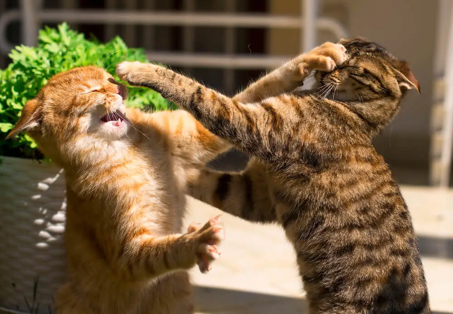 Cat Play Fighting vs Aggression 2025: Key Signs & Tips 🐾