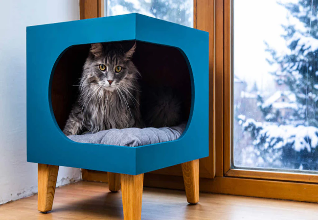 Cat Territory Mapping 2025: Vet Guide to Beds, Shelves & Hideouts 📐🐾
