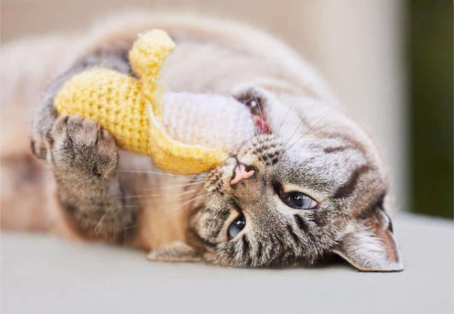 Cat Toys & Play: Enrichment Tips for a Happy Kitty