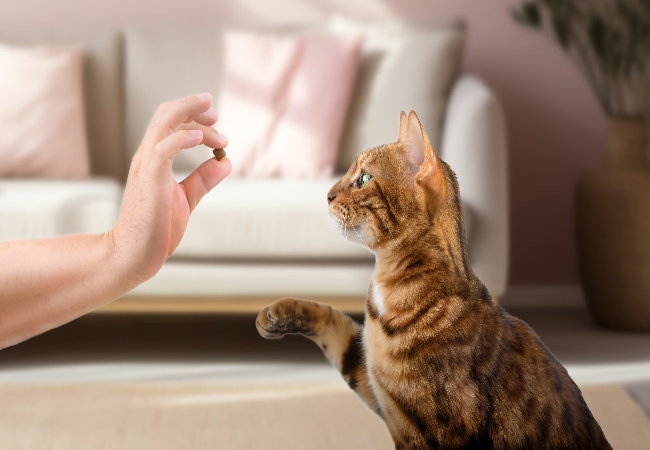 Cat Treats: How Many & Healthy Options for Your Feline