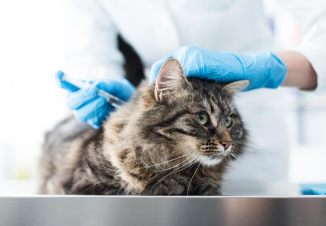 Veterinarian wearing gloves gently examining a tabby cat on a table while preparing an injection.