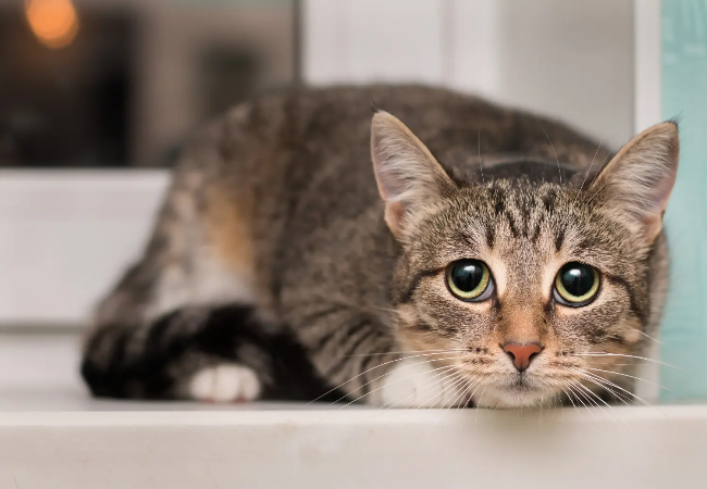 Cat Vision in 2025: Vet-Approved Guide to How Cats See 🐱👀