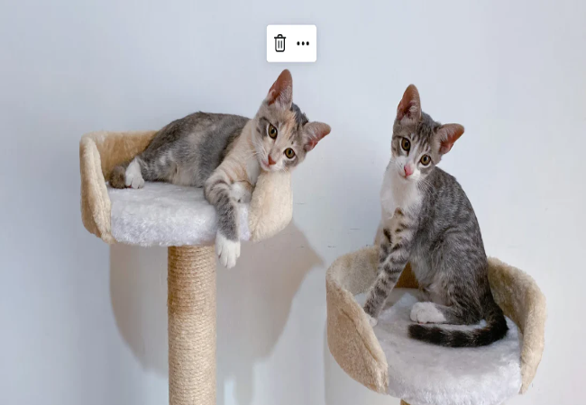 Choose the Perfect Cat Tree: Vet-Approved Guide for Happy Cats