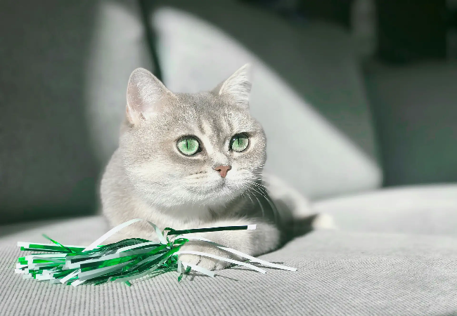 Choosing the Right Cat Toys: A Vet-Approved Guide