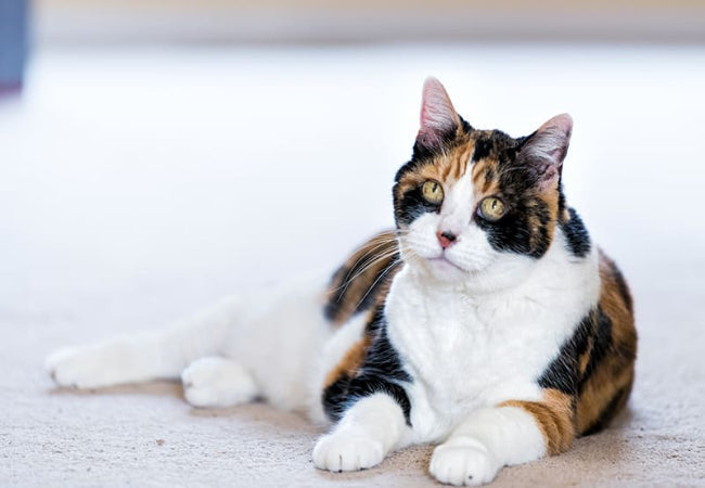 Common Cat Heart Diseases: Signs, Types & Care Tips