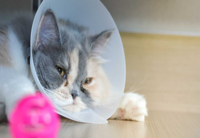Desexing Cats in 2025: Vet-Approved Pros & Cons Guide 🐾🩺