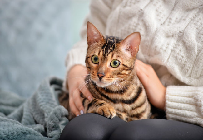 Diarrhea & Vomiting in Cats: Causes, Prevention & Vet Advice