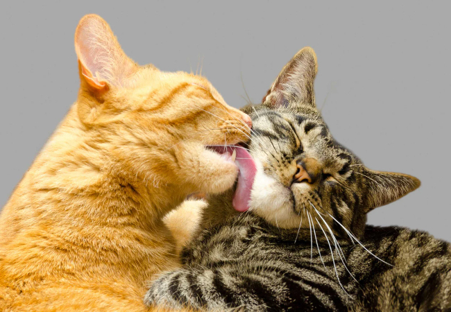 Do Cats Feel Love? Understanding Feline Emotions and Affection
