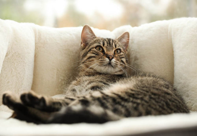 Do Cats Really Like Sharing Beds? Vet Guide