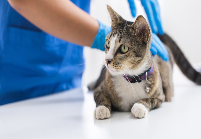 Encouraging Cats to Be Affectionate: Vet-Approved Tips